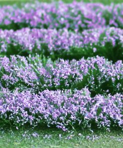 Tasma Products 00712 Lavender (125mm x 155mm Sheet) (OO Gauge)