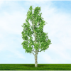 Tasma Products 003927 Birch Tree 75mm/100mm (2) Per Pack (OO Gauge)