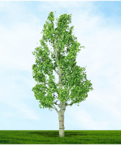 Tasma Products 003927 Birch Tree 75mm/100mm (2) Per Pack (OO Gauge)