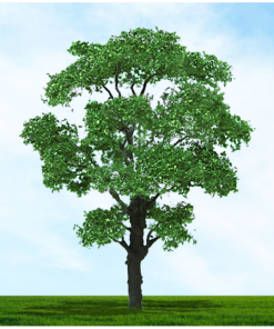 Tasma Products 003941 Chestnut Tree 75mm/100mm (2) Per Pack (OO Gauge)