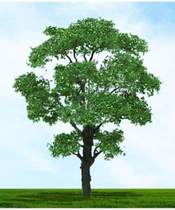 Tasma Products 003958 Chestnut Trees 38mm/50mm (4) Per Pack (N Gauge)