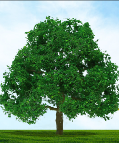 Tasma Products 004009 Oak Tree 75mm/100mm (2) Per Pack (OO Gauge)