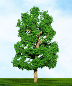 Tasma Products 004016 Sycamore Tree 75mm/100mm (2) Per Pack (OO Gauge)