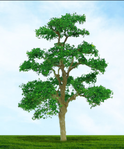 Tasma Products 004023 Elm Tree 75mm/100mm (2) Per Pack (OO Gauge)