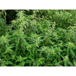 Tasma Products 00899 Nettles (14) Per Pack (OO Gauge)
